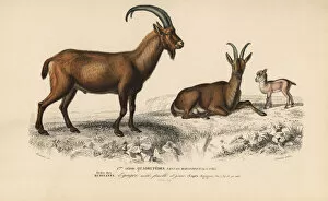 Capra Collection: Wild goat, Capra aegagrus, male, female and young