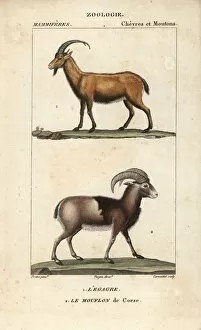 Aries Collection: Wild goat, Capra aegagrus, and mouflon of Corsica