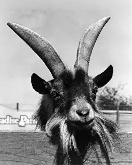 Hayle Prints: Wild goat at Paradise Park Zoo, Hayle, Cornwall