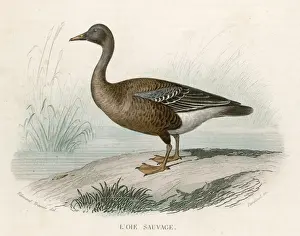 WILD GOOSE