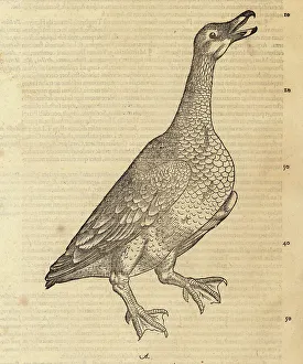 Wild goose or greylag goose, Anser anser