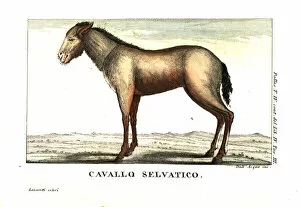 Wild horse of Siberia, or Yakutian horse