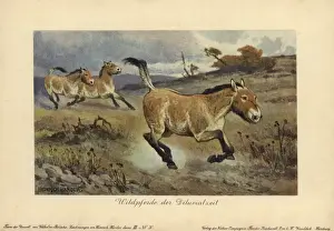 Equus Prints: Wild horses of the Diluvial era, extinct genus
