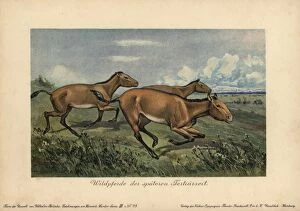 Wild horses of the later Tertiary era, extinct