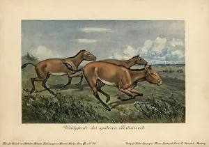 Equus Prints: Wild horses of the later Tertiary era, extinct