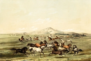 Wild Horses, at Play on the American Prairies