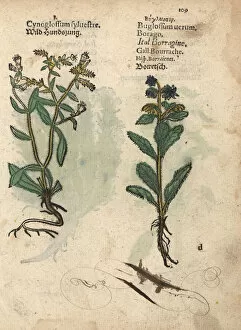 Officinalis Gallery: Wild houndstongue, Cynoglossum officinalis