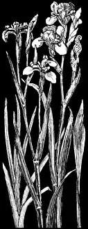 Midgley Collection: Wild Iris