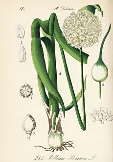 Allium Gallery: Wild leek, Allium ampeloprasum
