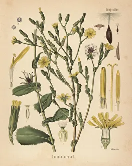 Adolph Gallery: Wild lettuce or bitter lettuce, Lactuca virosa