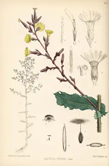 Wild lettuce, Lactuca virosa
