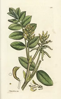 Wild licorice, Astragalus glycyphyllos