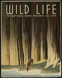 Wild life The national parks preserve all life