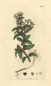 Wild madder, Rubia peregrina