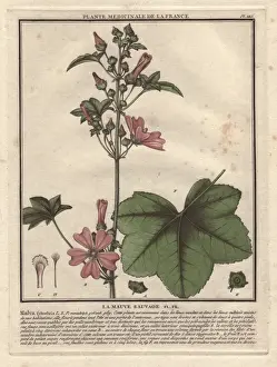 Bulliard Prints: Wild mallow, Malva sylvestris