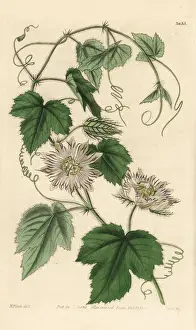 Jackson Prints: Wild maracuja, Passiflora foetida