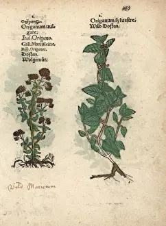 Vulgare Prints: Wild marjoram or oregano, Origanum vulgare