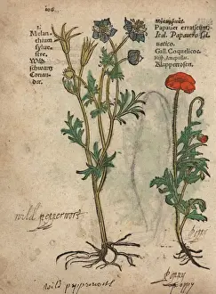 Papaver Prints: Wild nigella, Nigella arvensis, and corn poppy