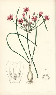 Allium Gallery: Wild onion, Allium neriniflorum