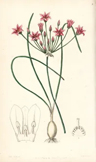 Allium Gallery: Wild onion, Allium neriniflorum