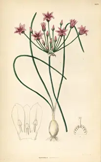 Wild onion, Allium neriniflorum