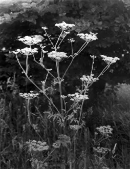 Images Dated 11th March 2011: Wild Parsnip