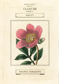 Wild peony, Paeonia mascula