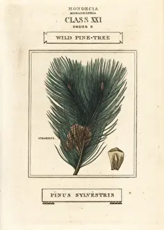 Duppa Prints: Wild pine tree, Pinus sylvestris