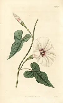 Curtis Prints: Wild potato vine, Ipomoea pandurata