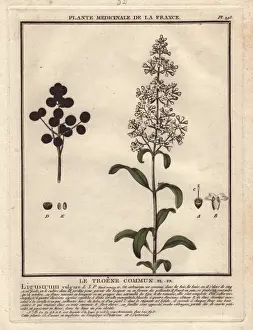 Vulgare Prints: Wild privet, Ligustrum vulgare