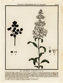 Hedge Prints: Wild privet, Ligustrum vulgare