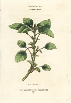 Amaranth Gallery: Wild or purple amaranth, Amaranthus blitum