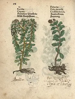 Wild purslane, Portulaca oleracea, and orpin