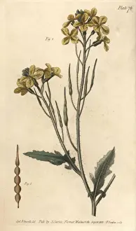 Lectures Prints: Wild radish, Raphanus raphanistrum