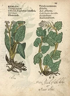 Wild radish, Raphanus raphanistrum, and garlic