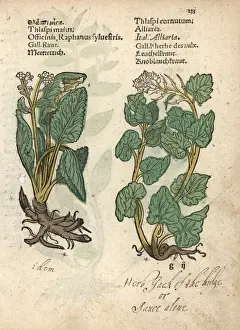 Mustard Prints: Wild radish, Raphanus raphanistrum, and garlic