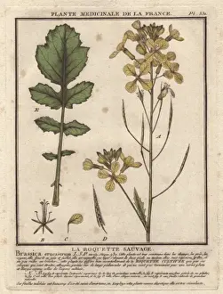 1780 Prints: Wild rocket or arugula, Eruca sativa, Brassica eruca