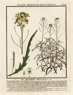 Plante Medicinale De La France Prints: Wild rocket, Diplotaxis tenuifolia