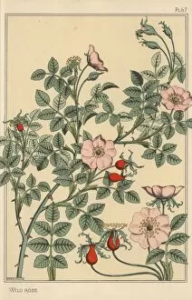 Andtheirapplicationtoornament Collection: Wild rose botanical study