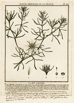 Plante Medicinale De La France Prints: Wild rue, Peganum harmala
