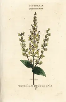 Sage Prints: Wild sage, Teucrium scorodonia