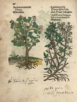 Prunus Gallery: Wild service tree, Sorbus torminalis