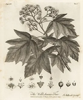 Silva Prints: Wild service tree, Sorbus torminalis
