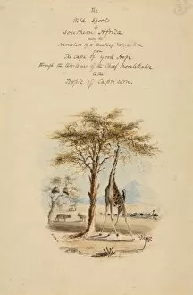 Artiodactyla Collection: Wild Sports of South Africa, William Harris