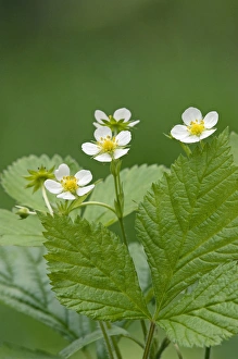 Wild Strawberries / Woodland / European Strawberry Wild Strawberries / Woodland / European Strawberry