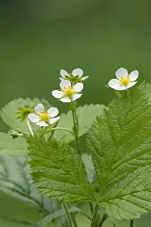 Strawberries Prints: Wild Strawberries / Woodland / European Strawberry