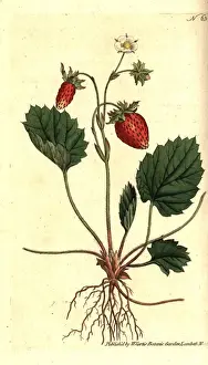 Sydenham Prints: Wild strawberry, Fragaria vesca
