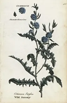 Chicory Prints: Wild succory or chicory, Cichorium intybus