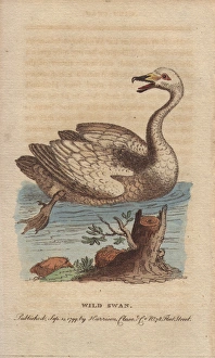 Anas Collection: Wild swan, hooper or whooper swan, Cygnus cygnus