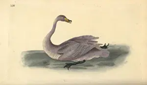 Immature Prints: Wild swan (immature), Cygnus cygnus